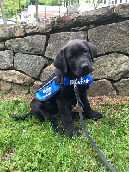 Kurgo Foundation Spotlight: BluePath Service Dogs